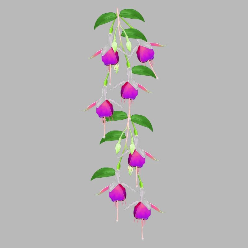 Fuchsia, Flowers