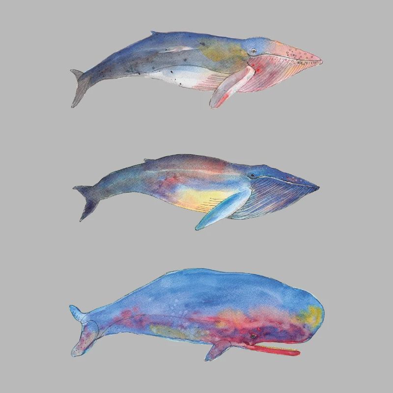 3 Baleines
