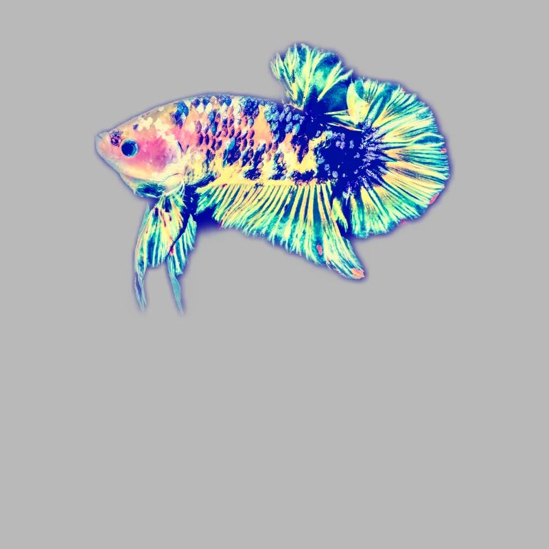 Siamese fighting fish