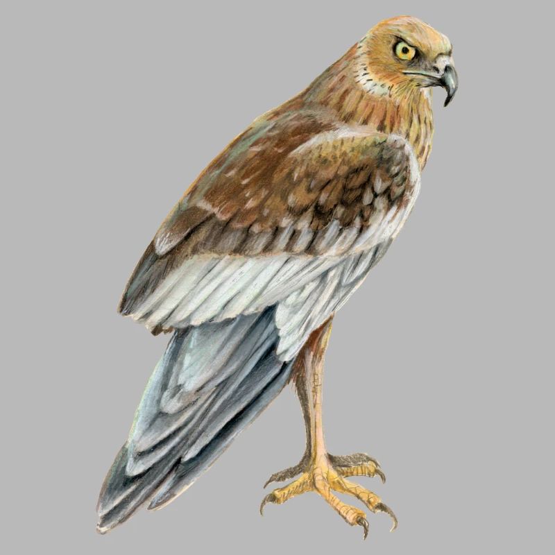 marsh harrier