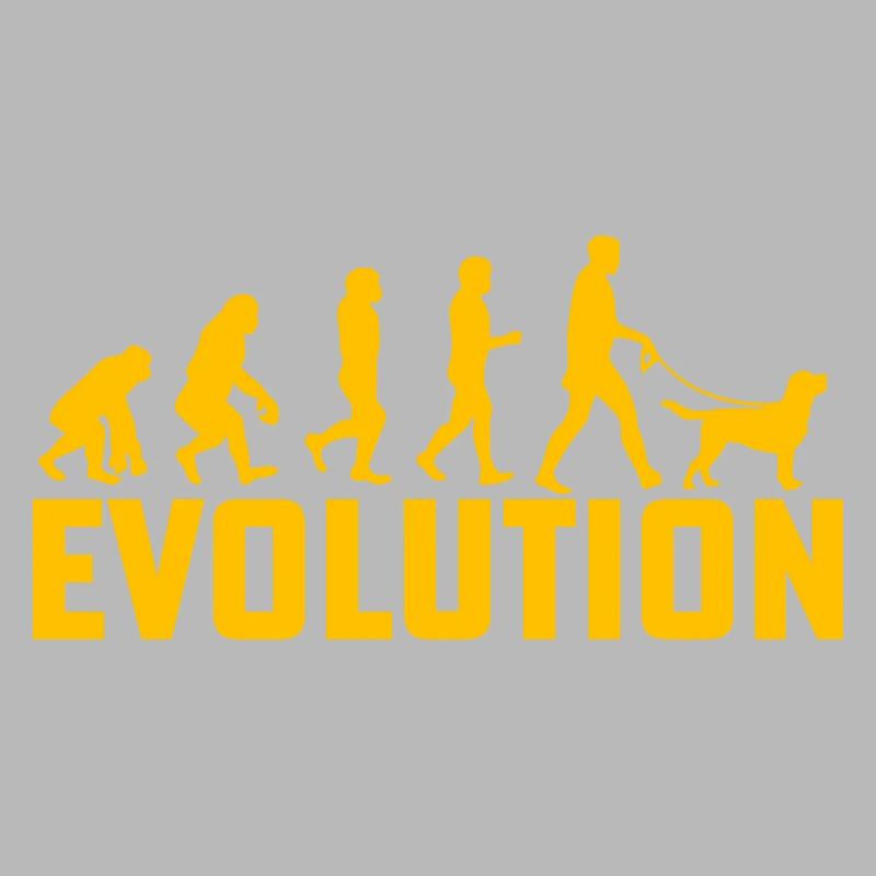 Évolution du Labrador