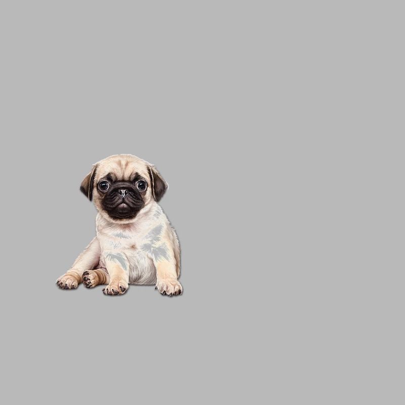 Das Leben eines Mopshundes ist mit einem Mops besser
