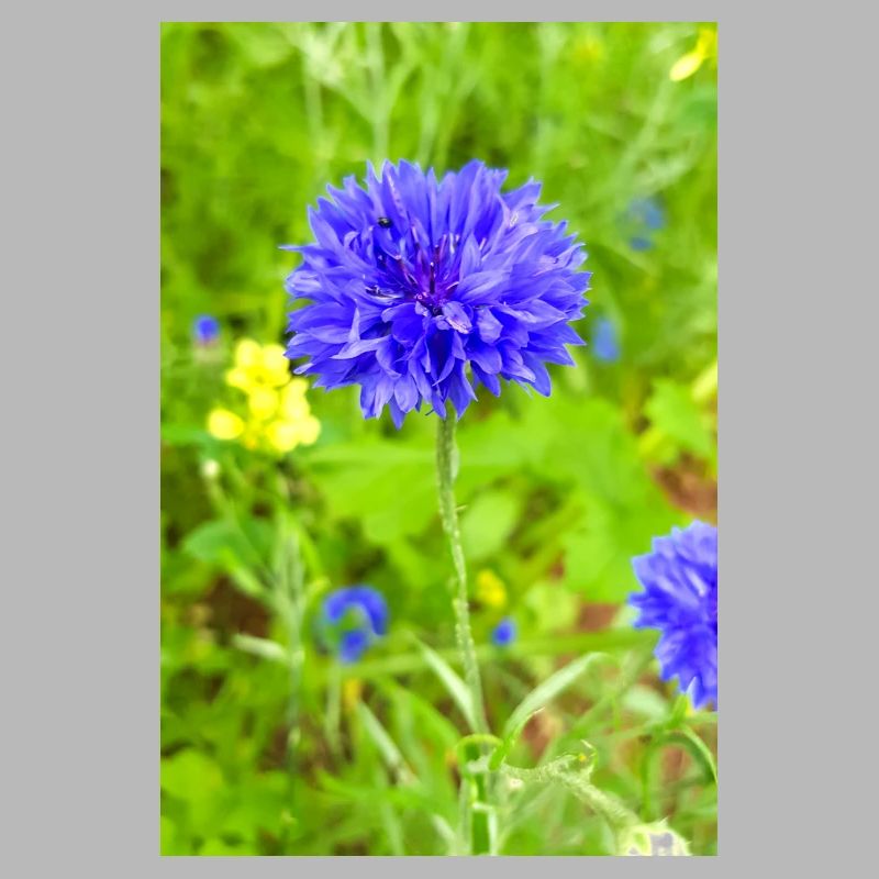 bluebottle also cornflower cornflower cyan