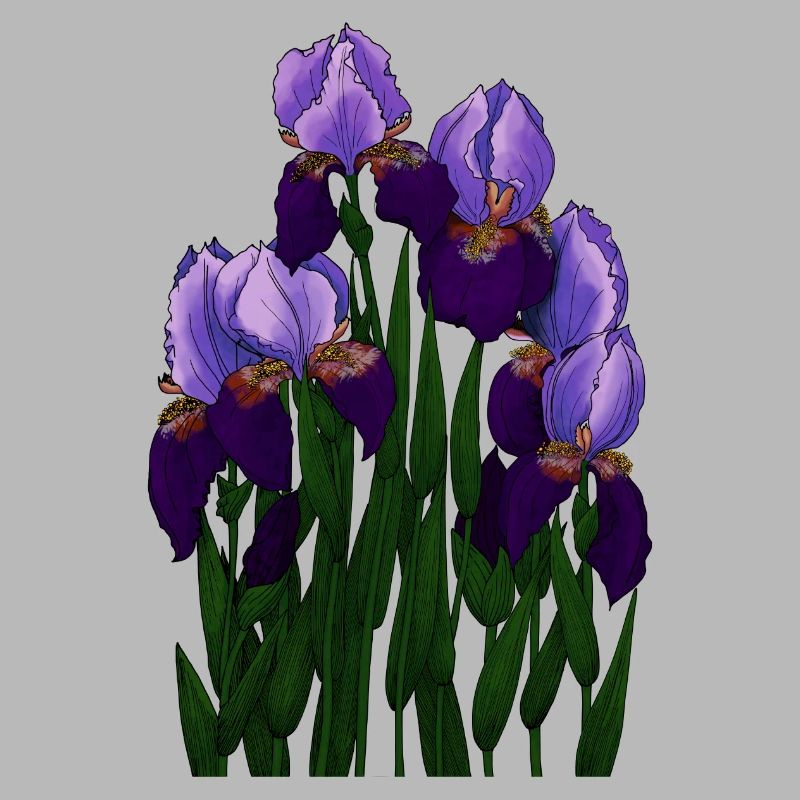 Irysy - Iris