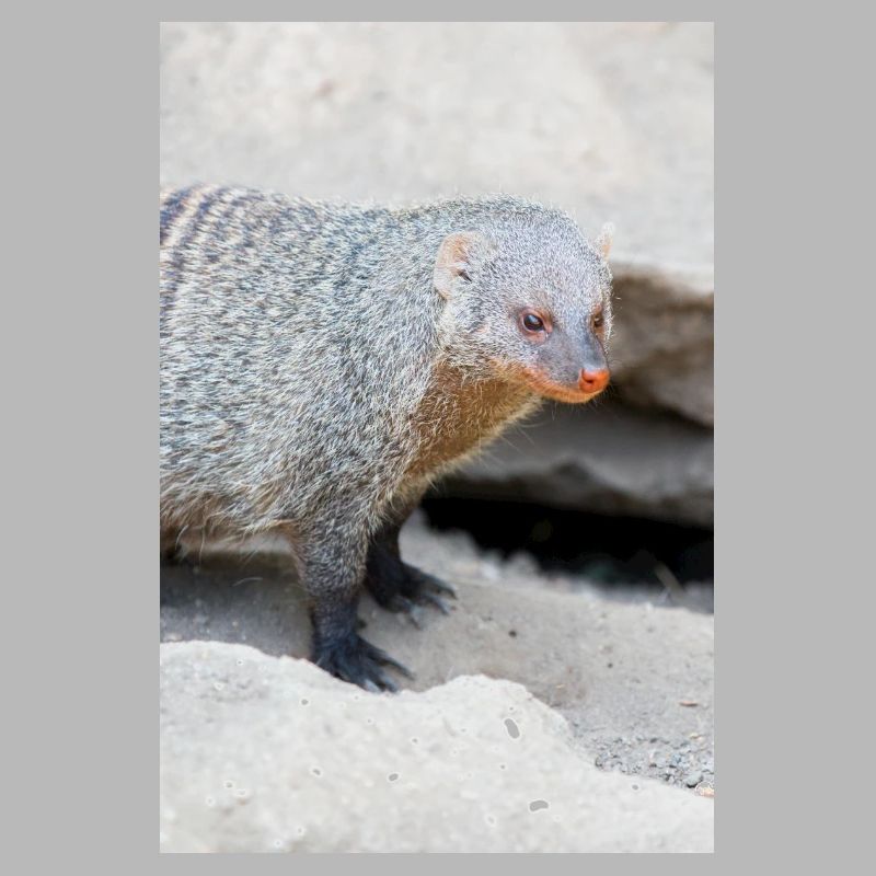 Gebänderte Manguste oder Zebramanguste