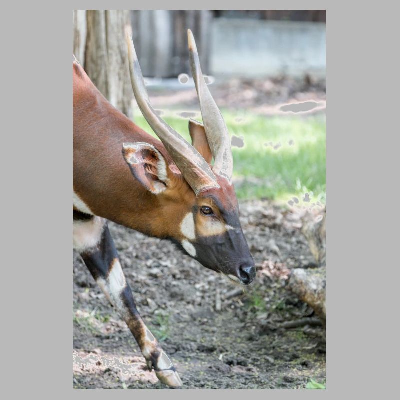 Bongo oriental (en allemand Bongo) Tragelaphus euryce