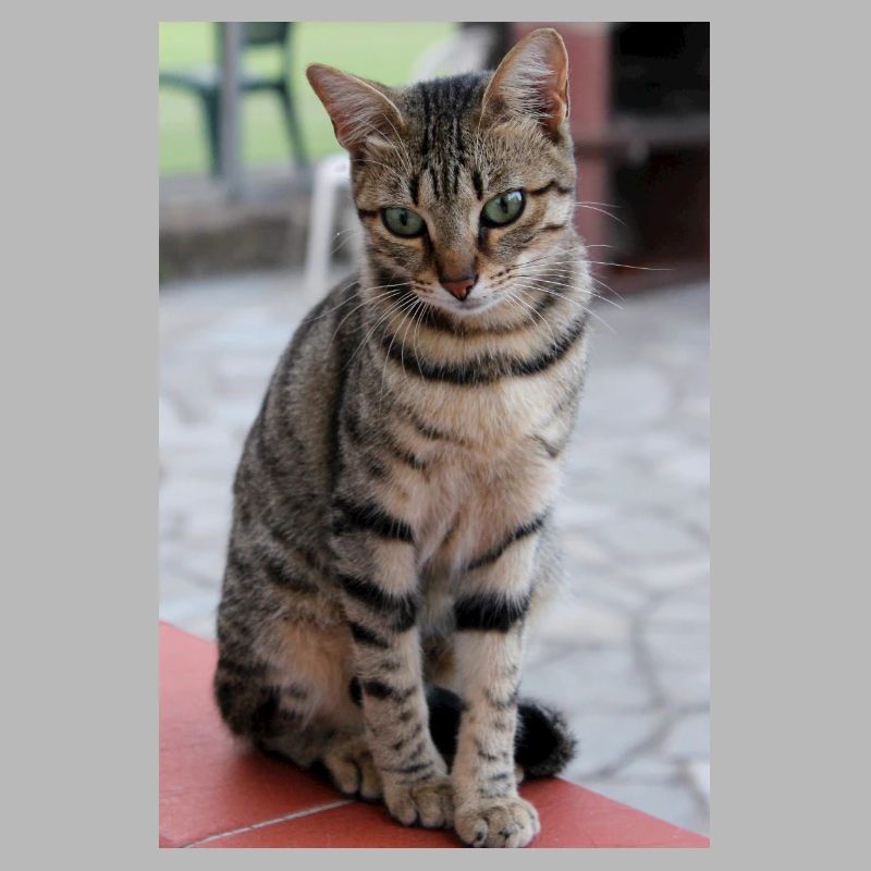 cat, kitten