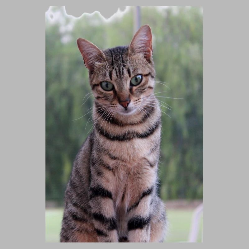 Chat chat chaton doux