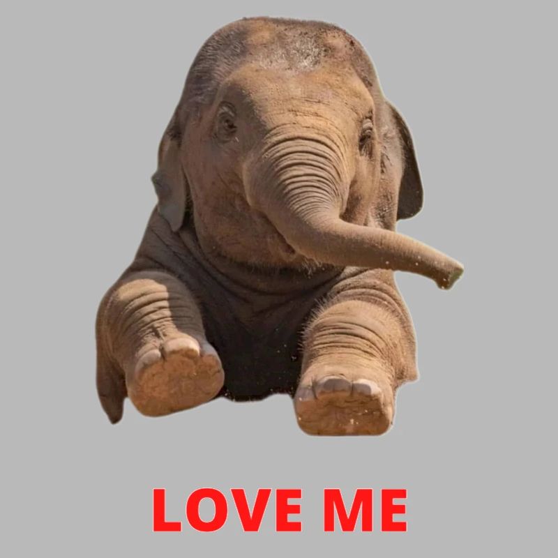 Elefant