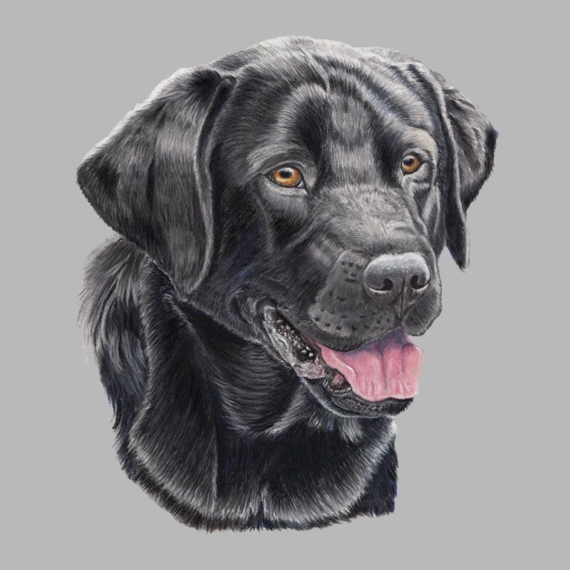 labrador retriever black P