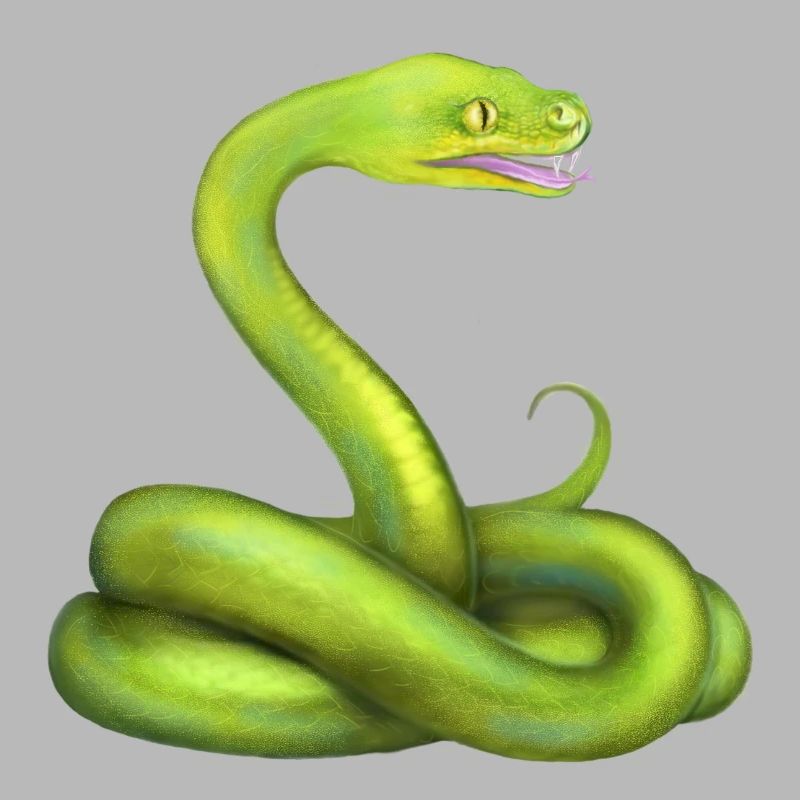 Der Grüne Python Schlange Dschungel Tier