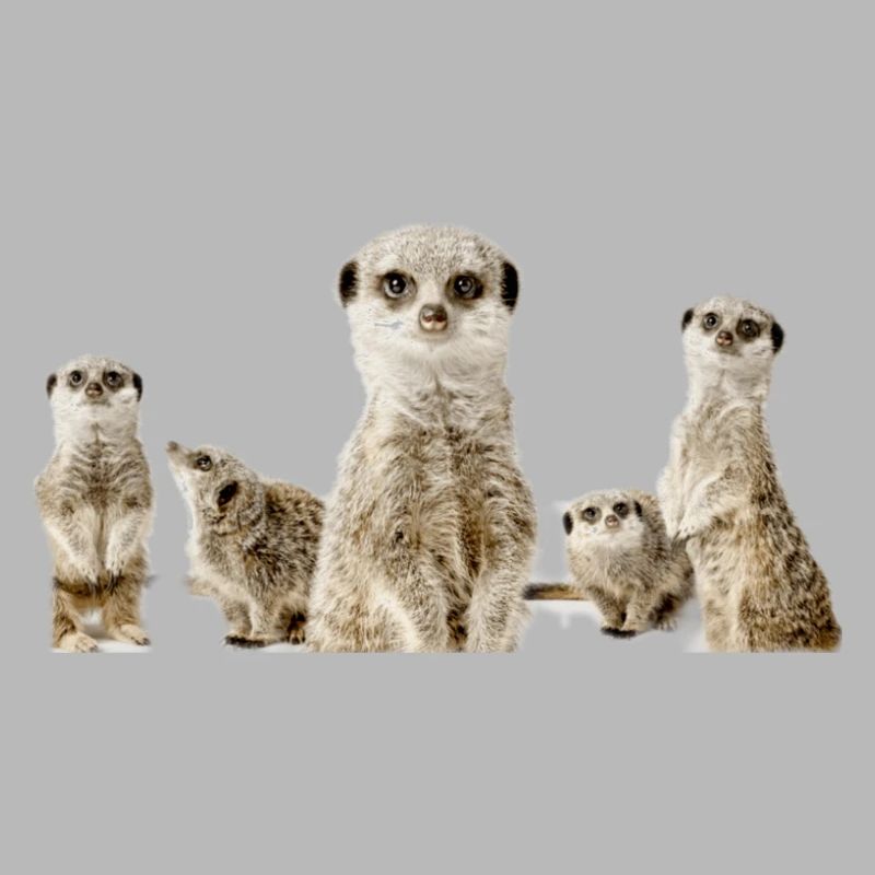 Erdmännchen