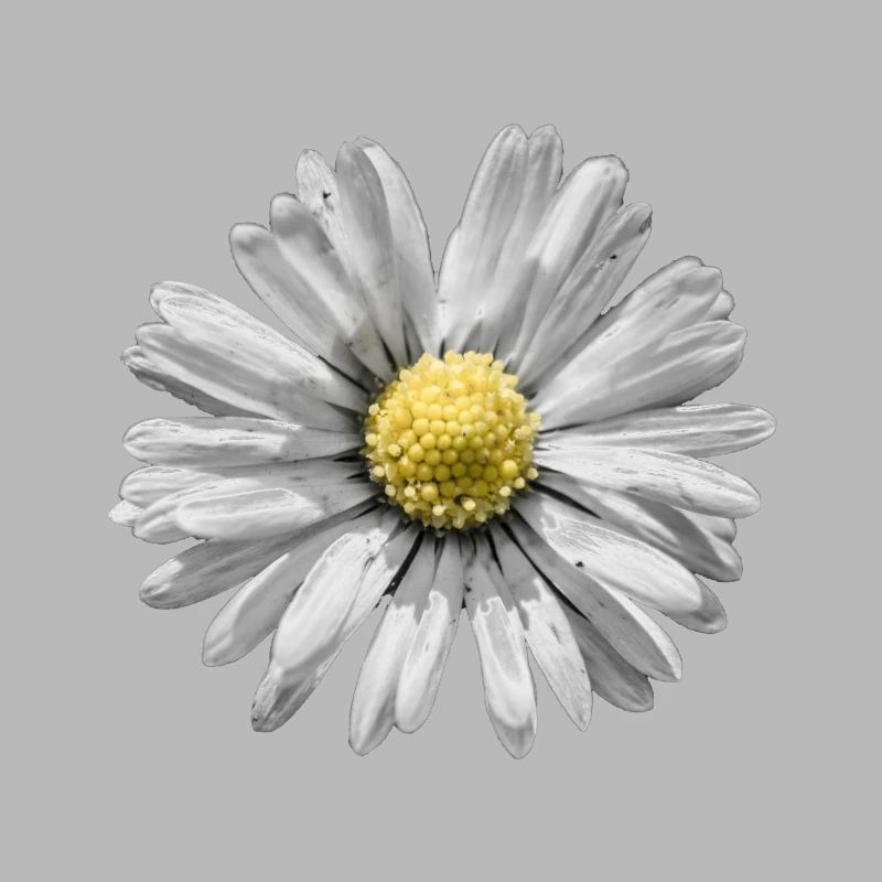 Gänseblümchen