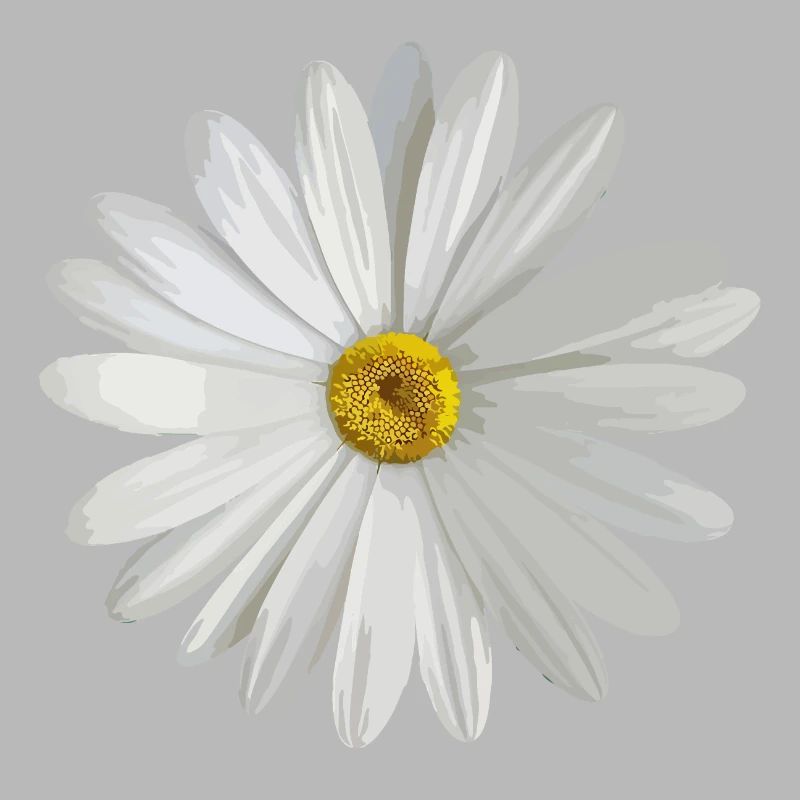 Gänseblümchen