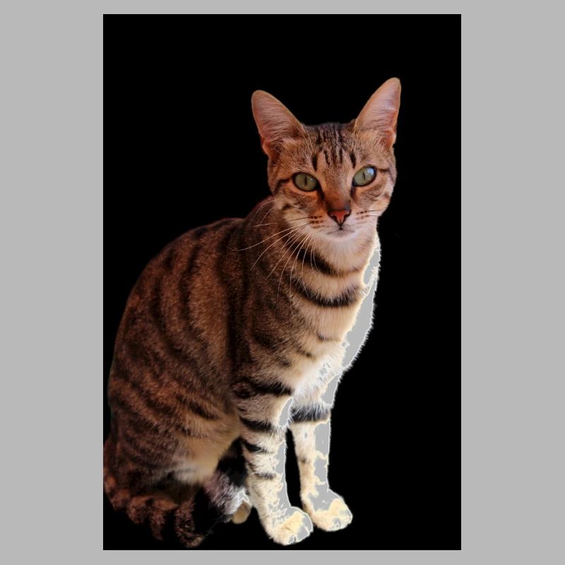 Chat chat chaton doux