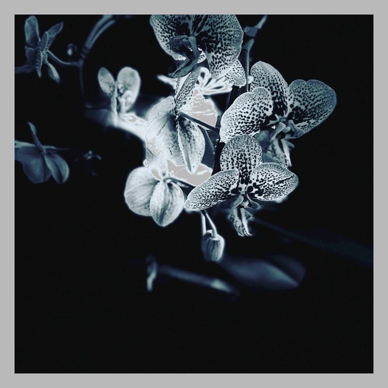 Orchidee black white effect