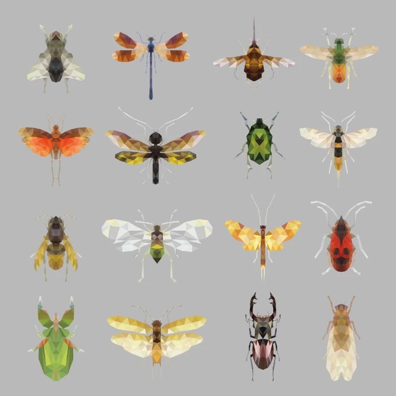 types d’insectes