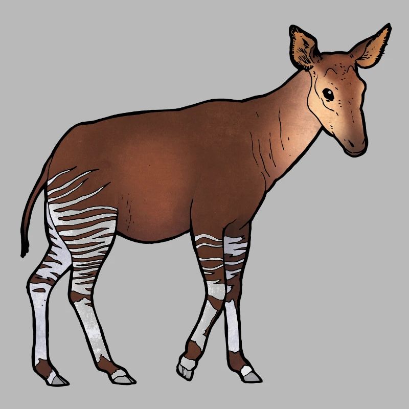 Okapi 02