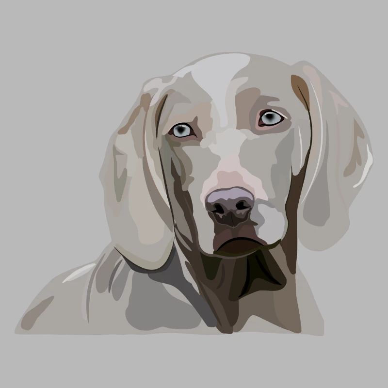 Weimaraner