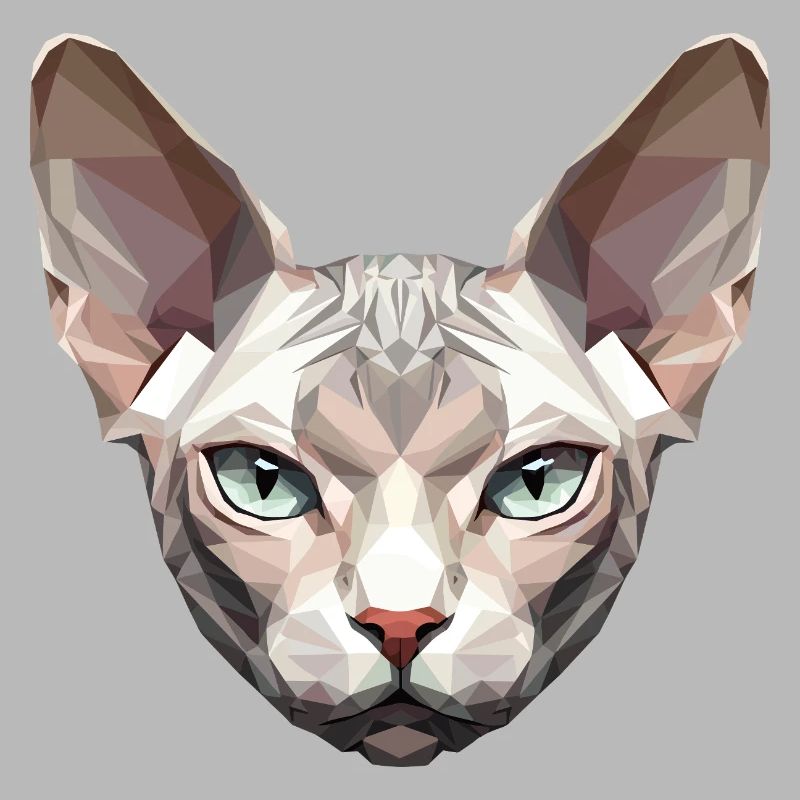 Sphynx Chat Sphynx Chat Chat Canadien Sphinx mignon