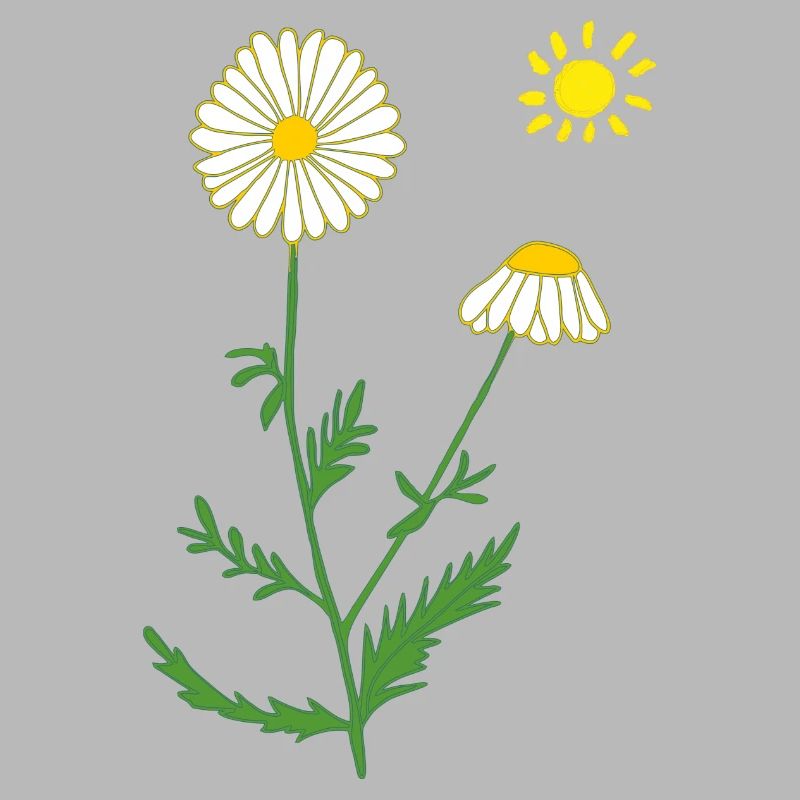 Chamomile with sun