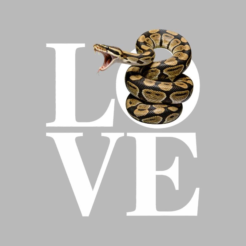 Königspython Schlangen LOVE Terrarium Python