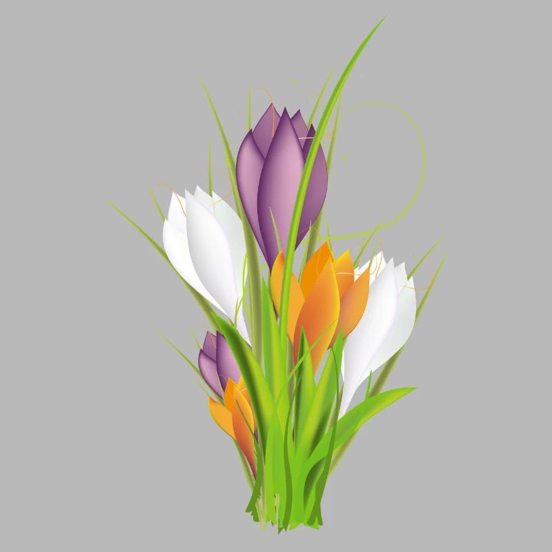 delicate brightly lit crocuses in spring