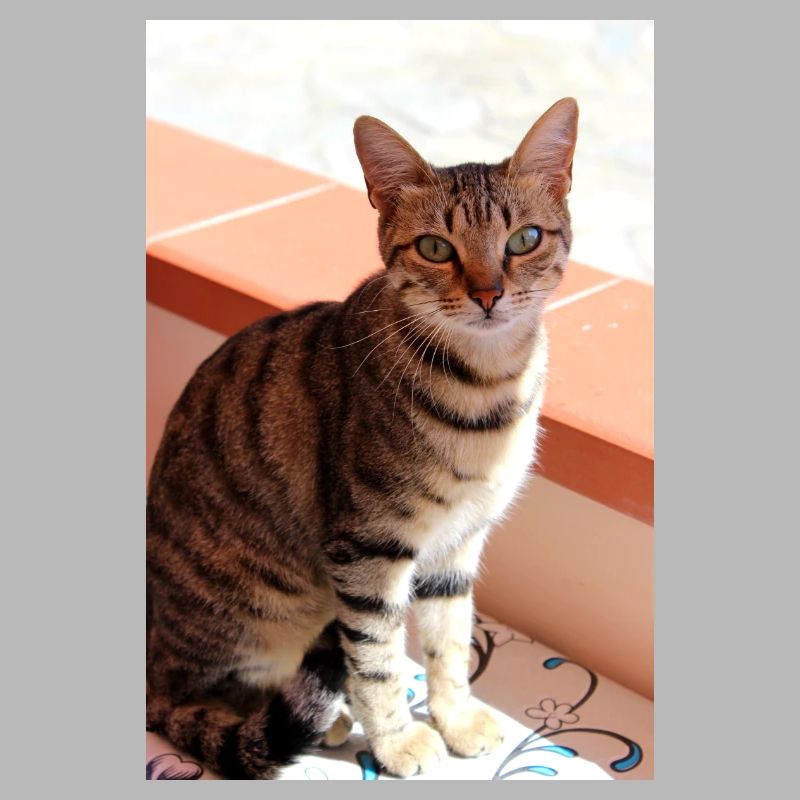 Katze Kätzchen