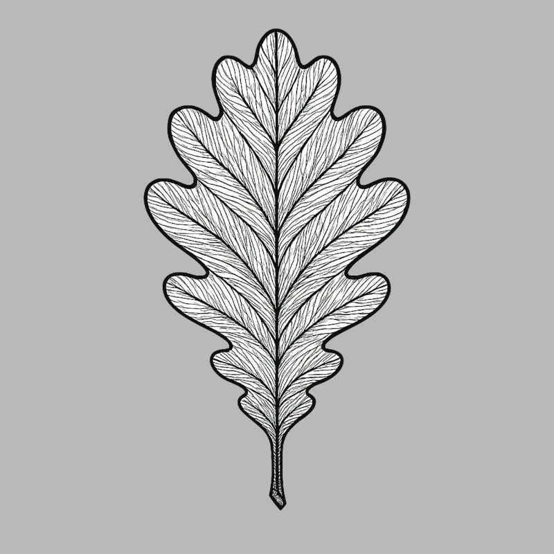 Monochromes Eichenblatt-Design