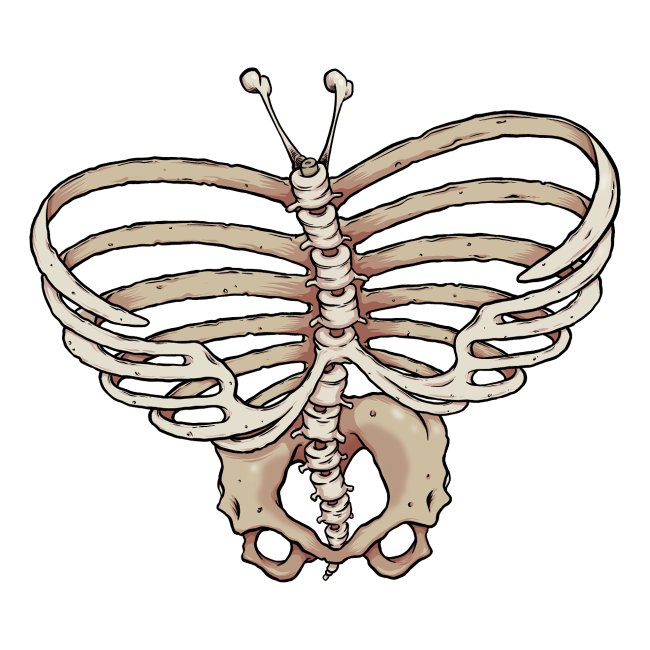 Schmetterling Skelett