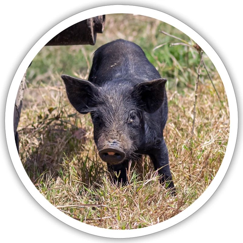 mon petit cochon
