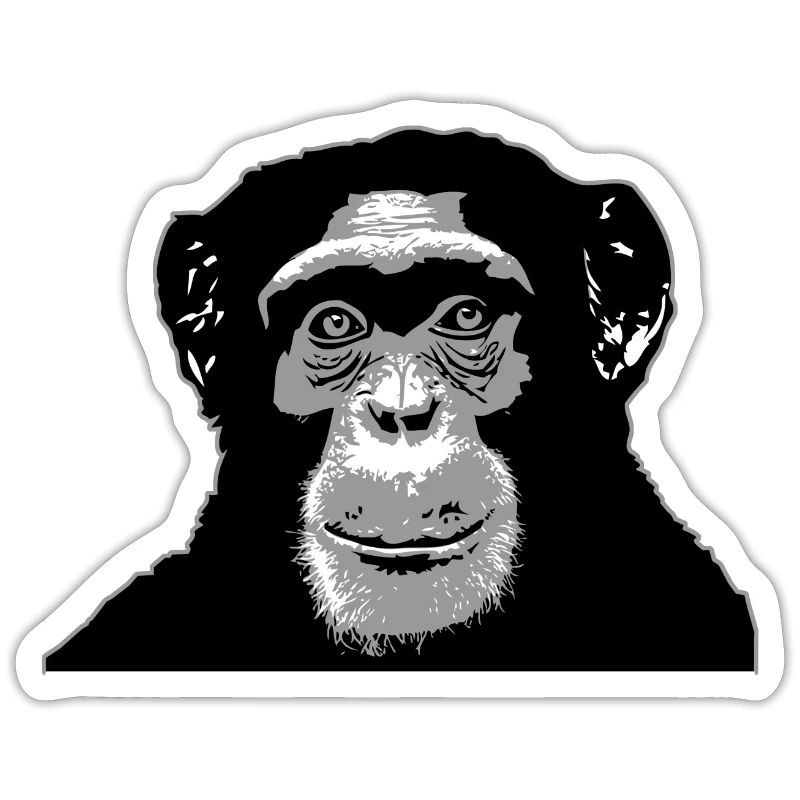Chimpanzé - singe