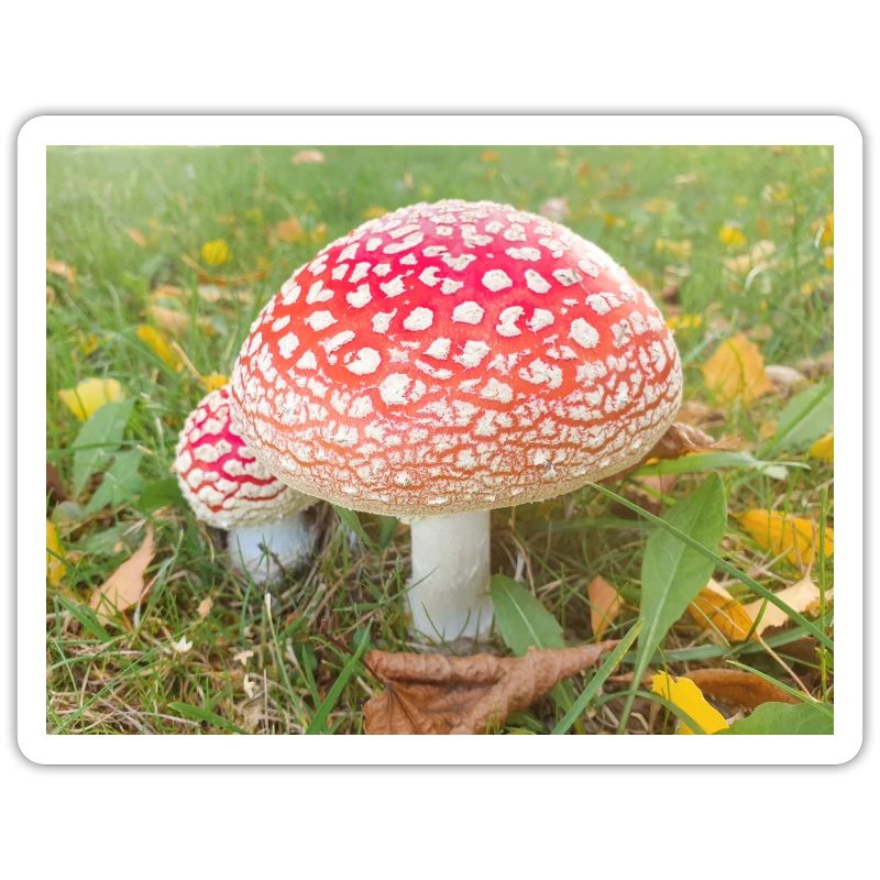 fly agaric also toadstool