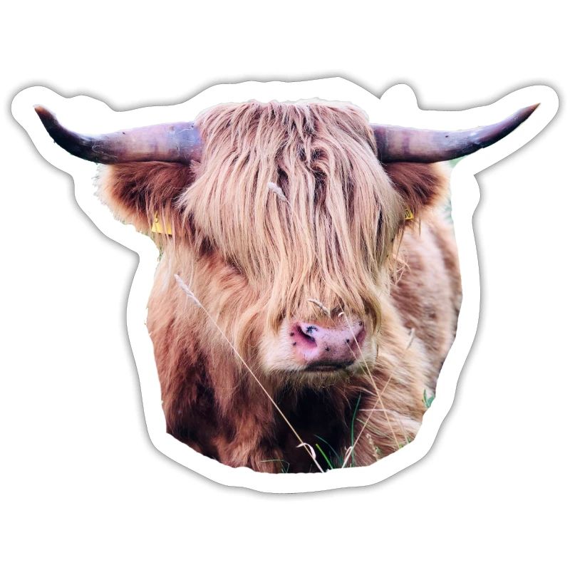Highland Beef