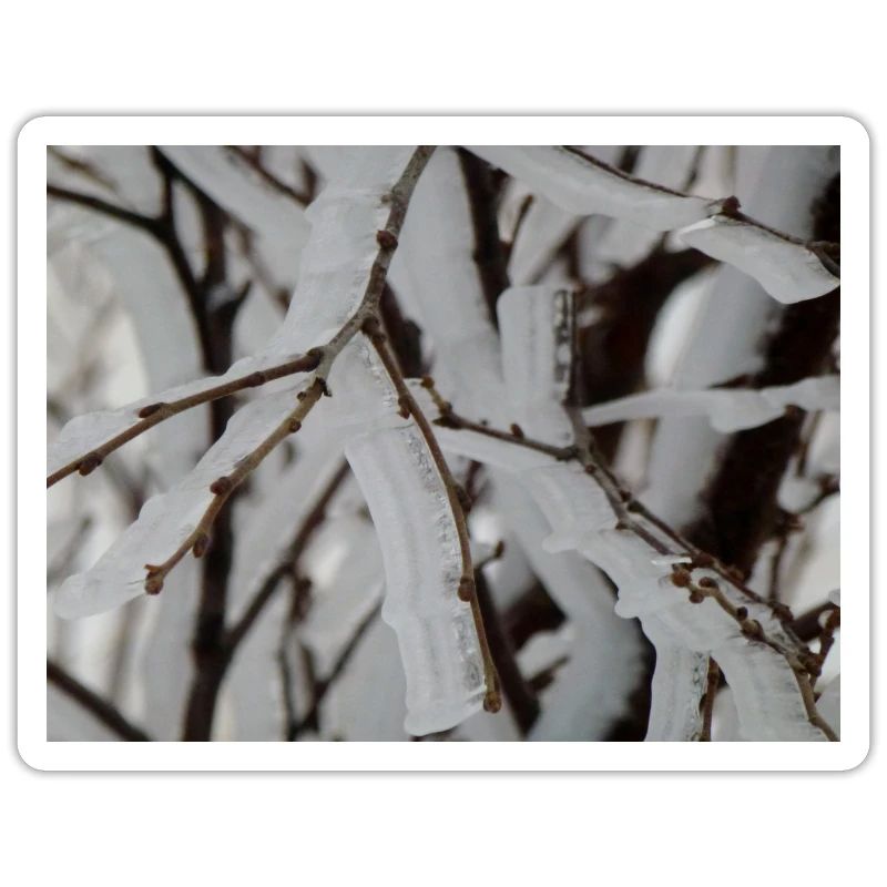 Ice on branches
