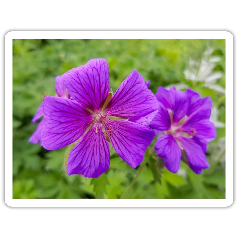 Geranium Brookside in german Storchschnäbel
