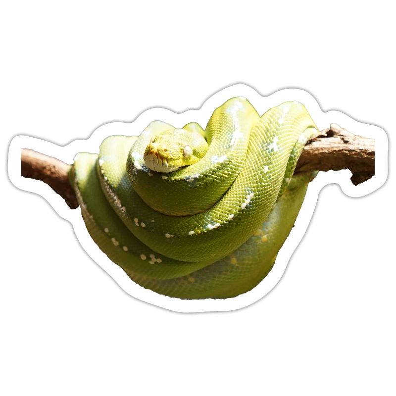 Der Baumpyton kann bis zu vier Meter lang werden