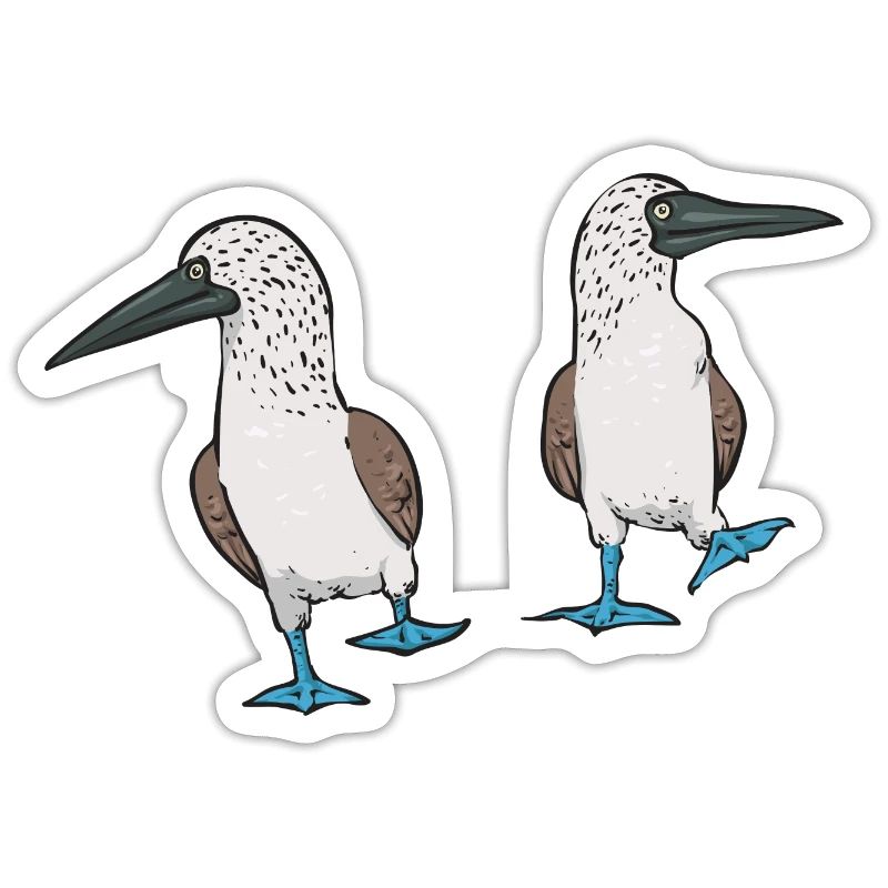 Blue-footed Booby Seabird Blue-footed Booby Seabird