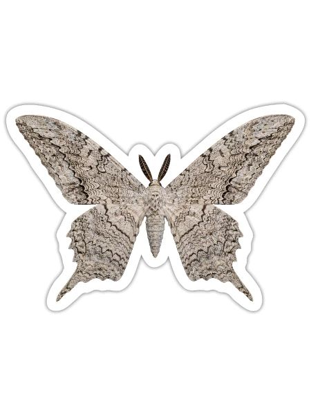 Papillon sorcier blanc Thysania agrippina - Sticker taille S (10 x 10 cm) - blanc mat - Devant