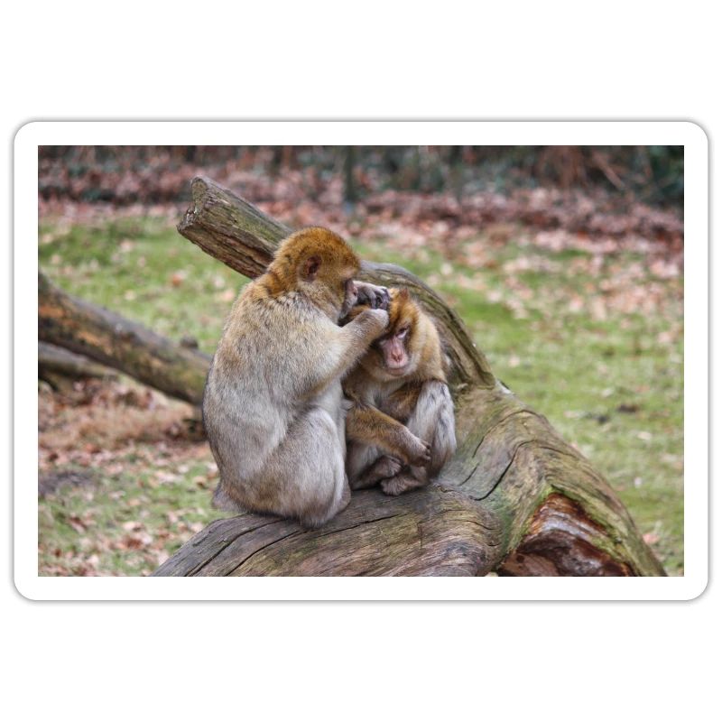 Barbary macaques (Berberaffe) Macaca sylvanus