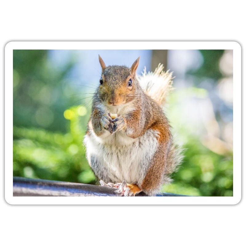 Essen Grauhörnchen Grauhörnchen Sciurus carolin