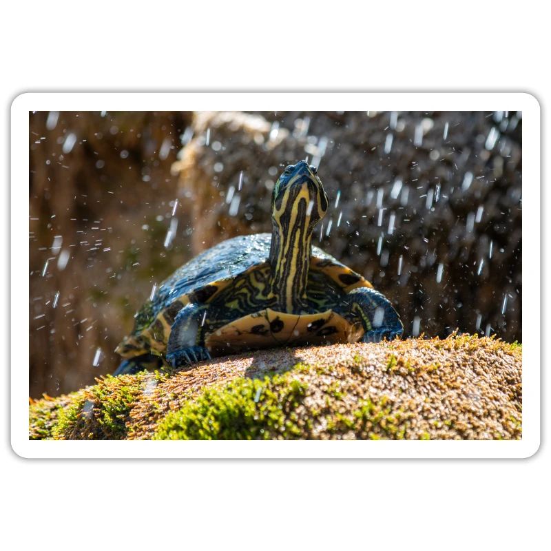 Yellow-bellied slider Trachemys scripta scripta
