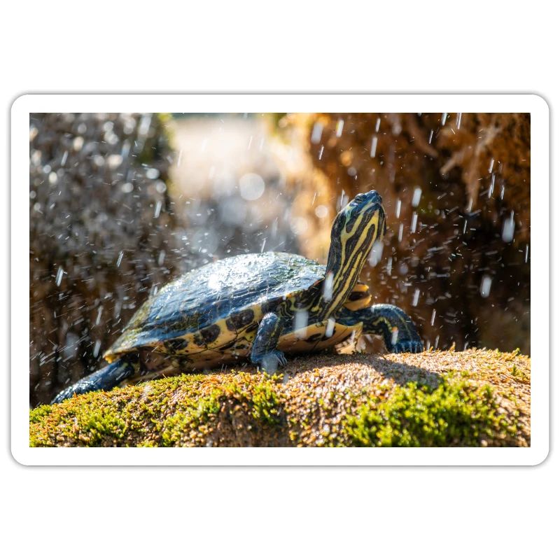 Yellow-bellied slider Trachemys scripta scripta