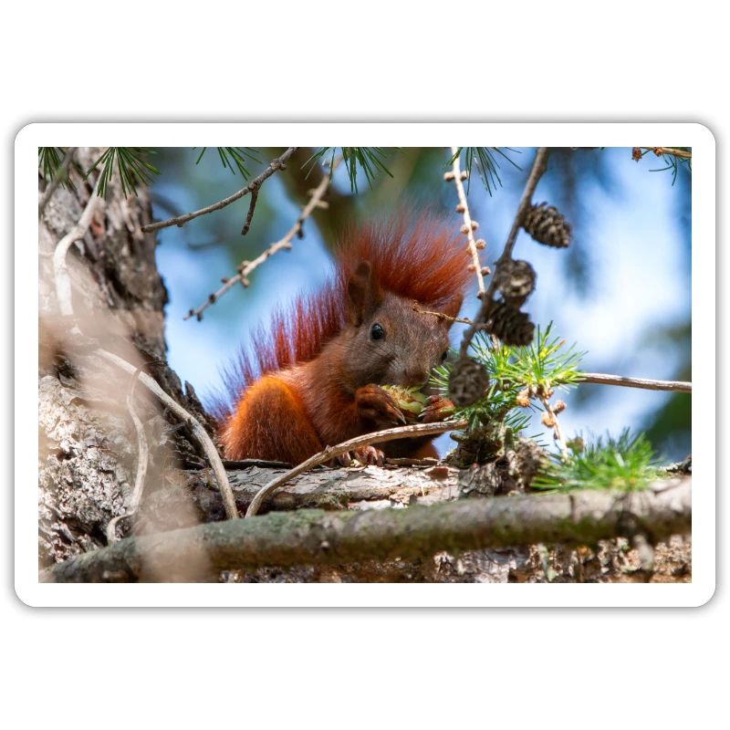 squirrel (in german Eichhörnchen) Sciurus