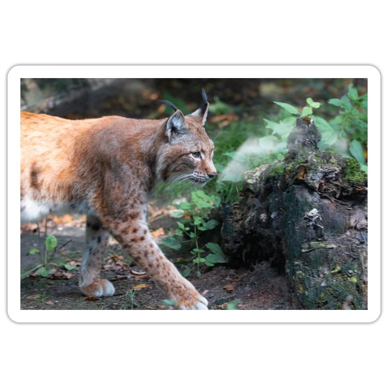 Eurasischer Luchs oder Nördlicher Luchs