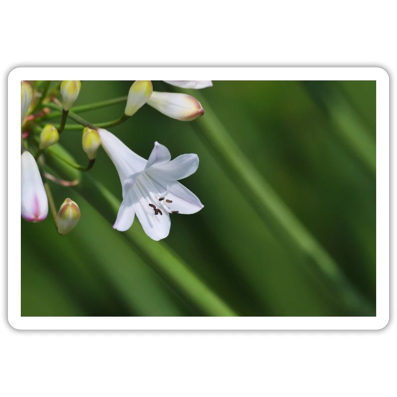 Macro de la fleur de lys blanc