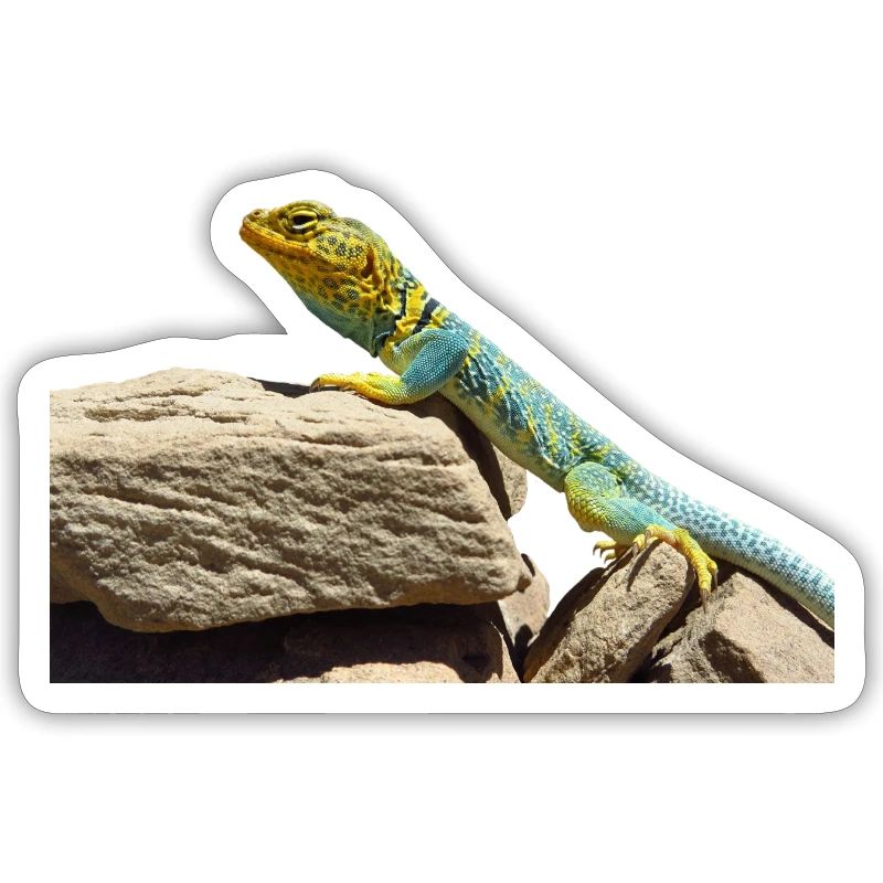 gecko lizard echse eidechse