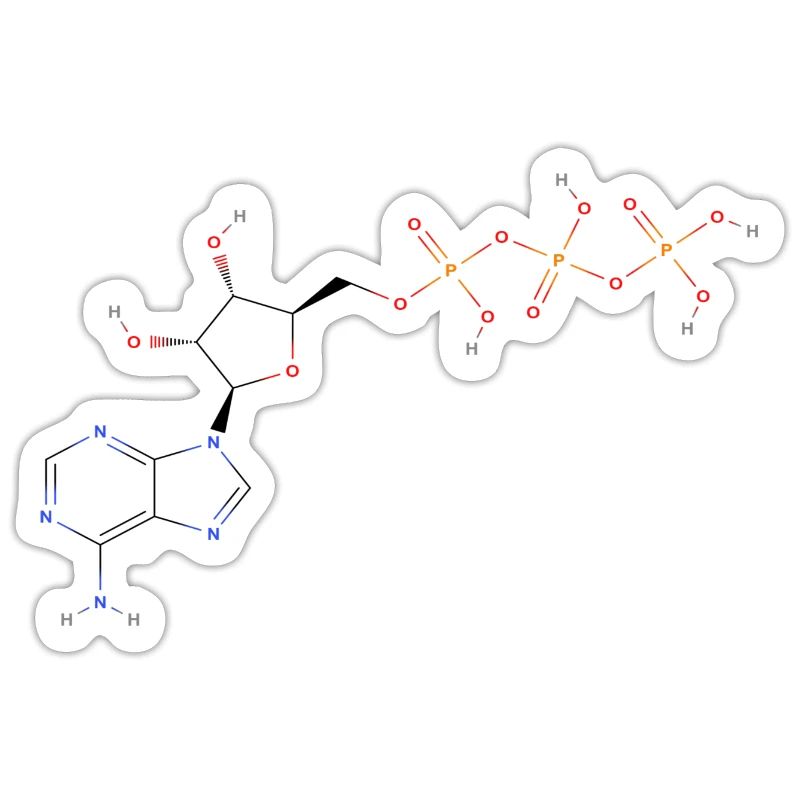 Adenosine triphosphate Molecule - Colored Structur