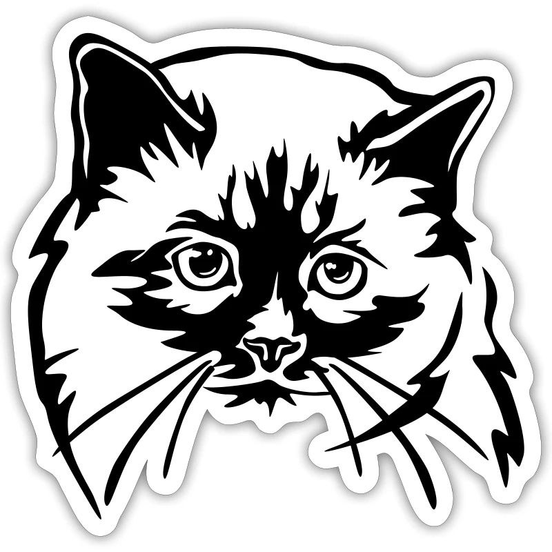 Chat birman