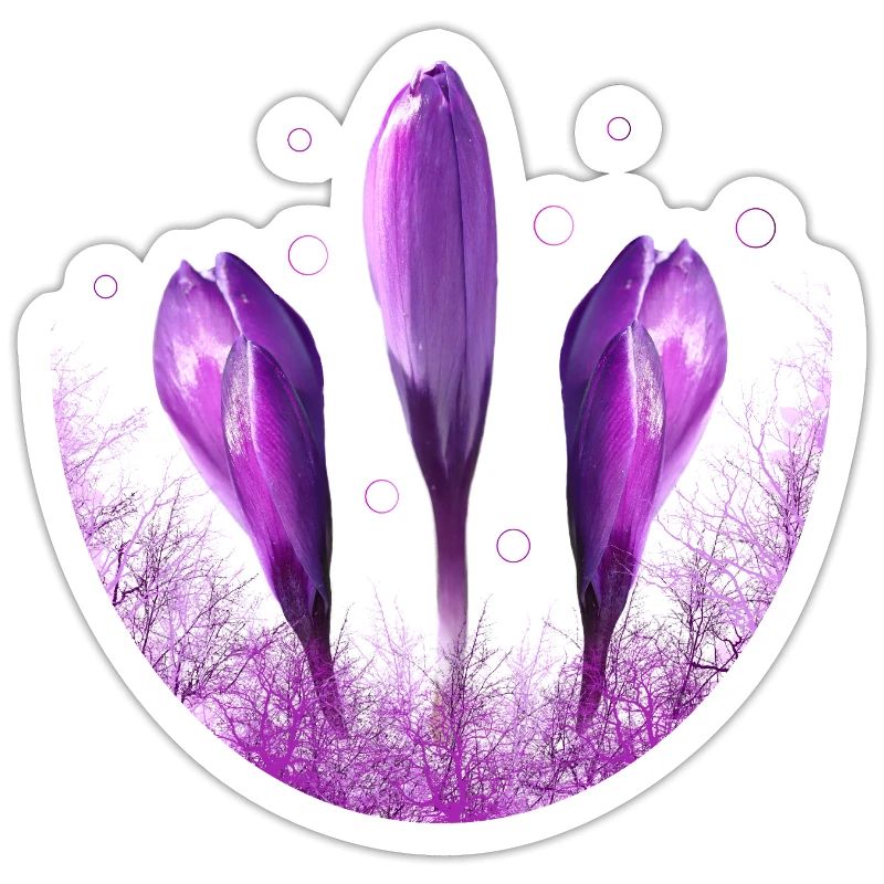 Crocus Crocus Fleurs Violettes